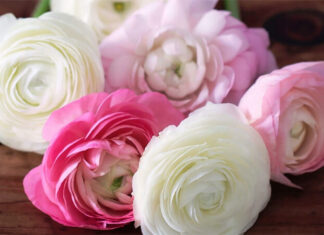 The Magic of Castor Beans: Unveiling the Secrets of This Extraordinary Plant and Its Cultivation