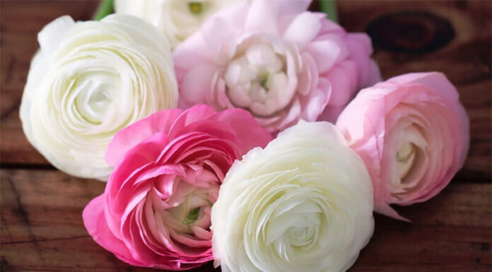 The Magic of Castor Beans: Unveiling the Secrets of This Extraordinary Plant and Its Cultivation