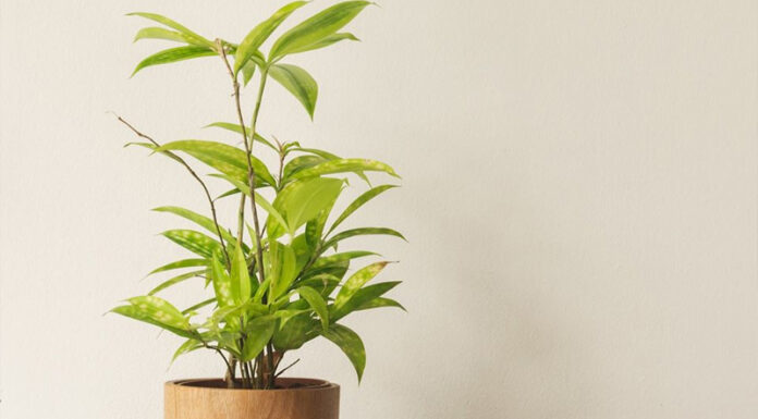 Bamboo Tree: Symbolism, Pictures, and How to Grow and Care for Them at Home