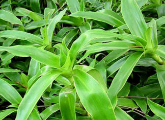 The Magic of the Bao Tu (Gastropexy) Plant: Unlocking the Secrets of Cultivation, Care, and Its Astonishing Benefits.