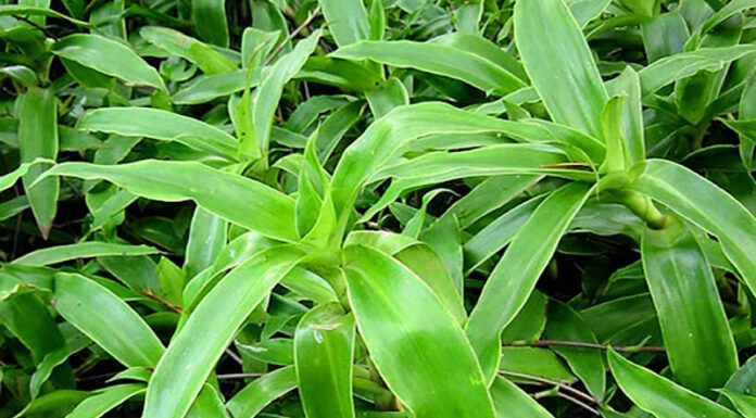 The Magic of the Bao Tu (Gastropexy) Plant: Unlocking the Secrets of Cultivation, Care, and Its Astonishing Benefits.