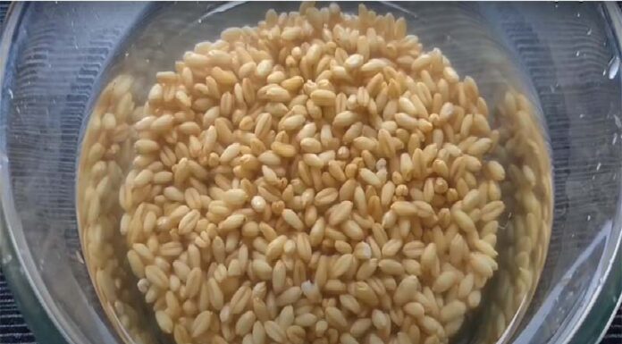 The Ultimate Guide to Growing Catnip for Your “Boss” at Home