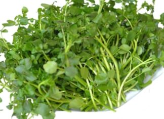 The Ultimate Super Greens: 3 Common Vegetables, Globally Renowned for Their Superb Nutrition