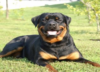 The Ultimate Guide to Training Your Rottweiler at Home