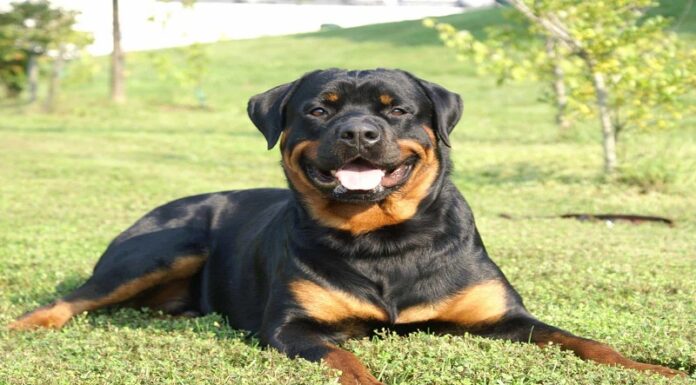 The Ultimate Guide to Training Your Rottweiler at Home