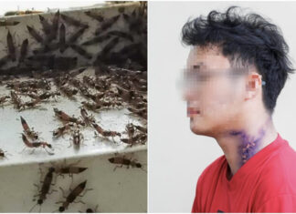 The Invasion: Three-striped Ants Infest Multiple Dormitories and Condominiums in Ho Chi Minh City