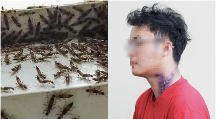 The Invasion: Three-striped Ants Infest Multiple Dormitories and Condominiums in Ho Chi Minh City