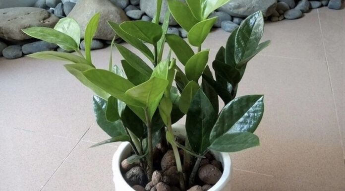 The Poisonous Houseplant: A Cautionary Tale