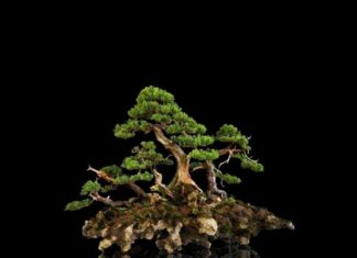 What is a Bonsai Tree? Understanding the Feng Shui Significance of Different Styles.