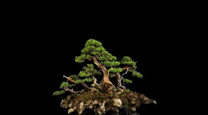 What is a Bonsai Tree? Understanding the Feng Shui Significance of Different Styles.