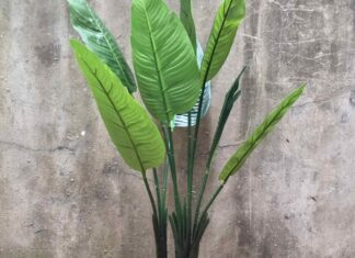 The Majesty of Ornamental Banana Trees: Unveiling the Secrets of their Significance, Beauty, and Care