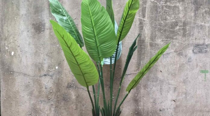 The Majesty of Ornamental Banana Trees: Unveiling the Secrets of their Significance, Beauty, and Care