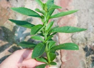 What is Sweet Herb? The Health Benefits of Sweet Herb.
