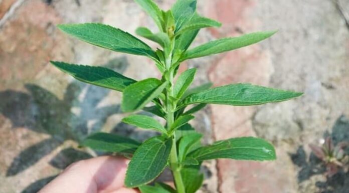 What is Sweet Herb? The Health Benefits of Sweet Herb.