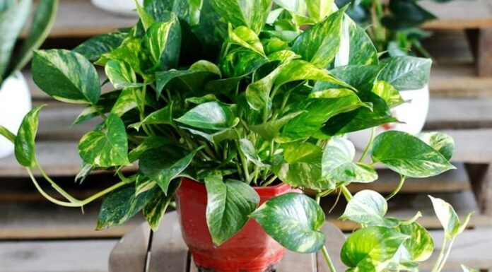 The Wealthy’s Secret: 4 Plants to Attract Abundance.