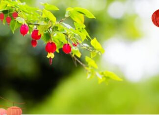 What’s the Significance of Planting a Lantern Tree in Front of Your House? Unraveling the Ancient Wisdom Behind This Practice.