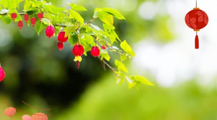 What’s the Significance of Planting a Lantern Tree in Front of Your House? Unraveling the Ancient Wisdom Behind This Practice.