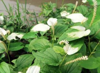 The Astonishing Pharmacopoeia of the Frogmouth Tree: Unveiling Nature’s Sanative Marvels