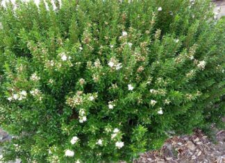 What is the Peach Blossom Tree? Understanding the Significance in Feng Shui