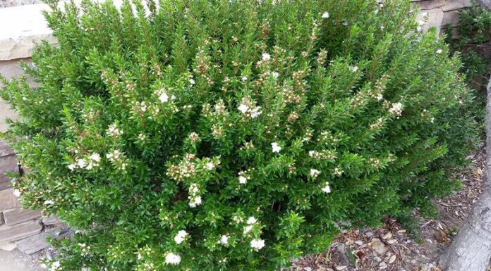 What is the Peach Blossom Tree? Understanding the Significance in Feng Shui