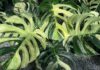 The Monstera Plant: Unveiling the Beauty, Symbolism, and Care of this Houseplant Superstar