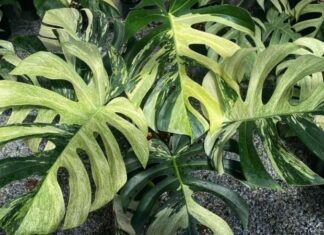 The Monstera Plant: Unveiling the Beauty, Symbolism, and Care of this Houseplant Superstar