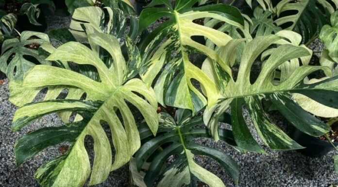 The Monstera Plant: Unveiling the Beauty, Symbolism, and Care of this Houseplant Superstar