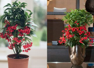 The Wealthy Money Tree: Unlocking Prosperity with This Lucky Plant