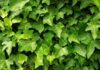 What is the English Ivy? Its Characteristics and Feng Shui Significance