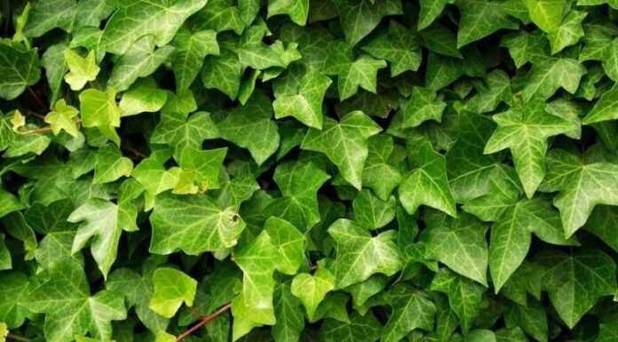 What is the English Ivy? Its Characteristics and Feng Shui Significance