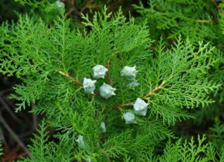 The Magic of Agarwood: Unlocking Its Secrets, Benefits and Feng Shui Significance