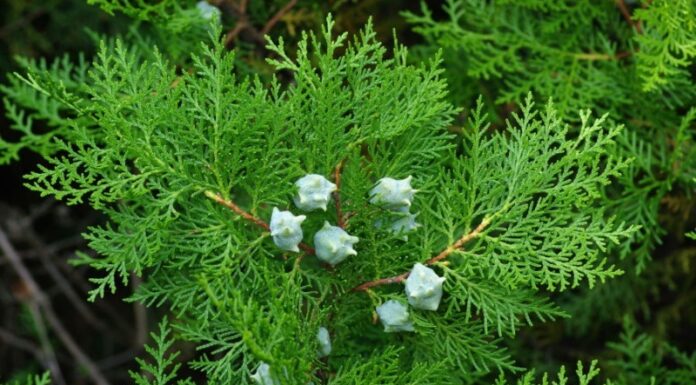 The Magic of Agarwood: Unlocking Its Secrets, Benefits and Feng Shui Significance