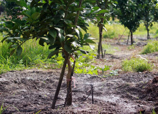 The Art of Post-Tet Care for Pomelo Bonsai: A Guide to Fruiting Success for Next Tet