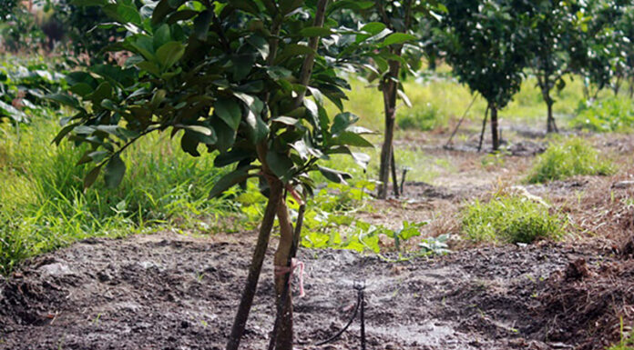 The Art of Post-Tet Care for Pomelo Bonsai: A Guide to Fruiting Success for Next Tet