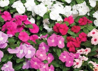 The Sun-Loving, Drought-Tolerant Blooms that Shine Brighter than 300 Days a Year and Take Root in Just a Month