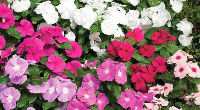 The Sun-Loving, Drought-Tolerant Blooms that Shine Brighter than 300 Days a Year and Take Root in Just a Month