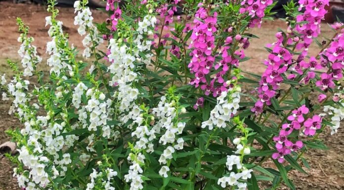 The Ultimate Guide to Fragrant Flowers: A Blooming Garden All Year Round