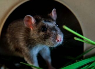 The Ultimate Rodent Repellent: Just a Spoonful Sends Them Scurrying