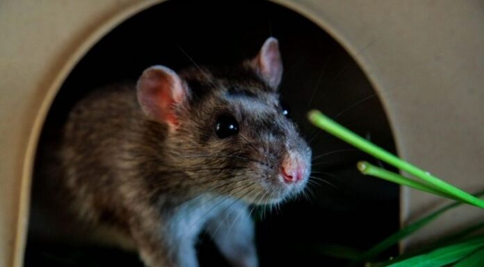 The Ultimate Rodent Repellent: Just a Spoonful Sends Them Scurrying