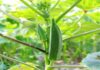 The Ultimate Guide to Growing Winged Beans: A Step-by-Step to Higher Yields