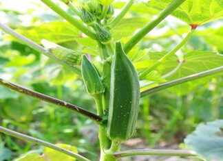 The Ultimate Guide to Growing Winged Beans: A Step-by-Step to Higher Yields