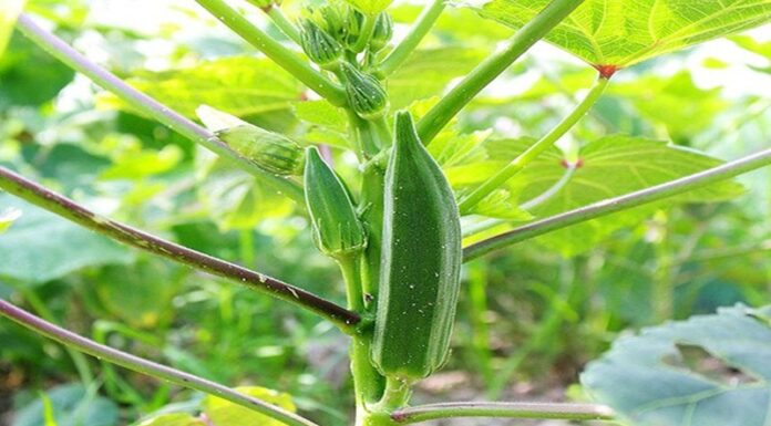 The Ultimate Guide to Growing Winged Beans: A Step-by-Step to Higher Yields