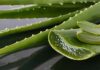 The Ultimate Guide to Storing Aloe Vera: Pro Tips for Extended Freshness