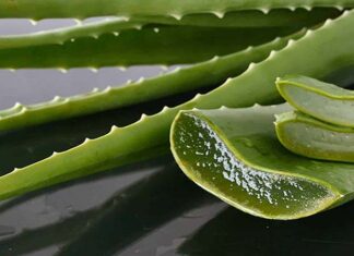 The Ultimate Guide to Storing Aloe Vera: Pro Tips for Extended Freshness