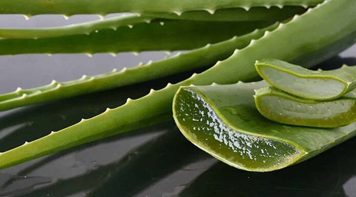 The Ultimate Guide to Storing Aloe Vera: Pro Tips for Extended Freshness