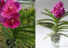 The Ultimate Guide to Growing and Caring for Vibrant Vanda Orchids: Bloom in Abundance All Year Round