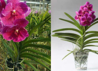The Ultimate Guide to Growing and Caring for Vibrant Vanda Orchids: Bloom in Abundance All Year Round