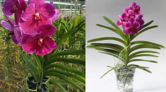 The Ultimate Guide to Growing and Caring for Vibrant Vanda Orchids: Bloom in Abundance All Year Round