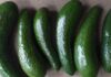 The Tasty Secret: How to Spot Tree-Ripened Avocados, a Young Foodie’s Guide