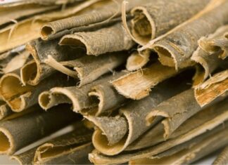 What Are Willow Bark Extracts? What Are Their Benefits for the Skin?